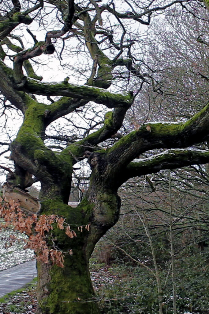 200 year old oak tree