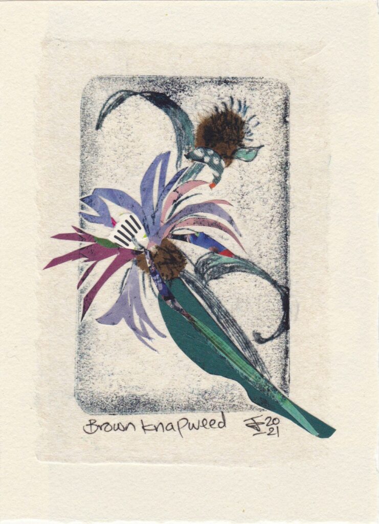 A monoprint collage of  Brown Knap Weed with lilac and dark pink petals, domed furry brown centre and long green leaves.