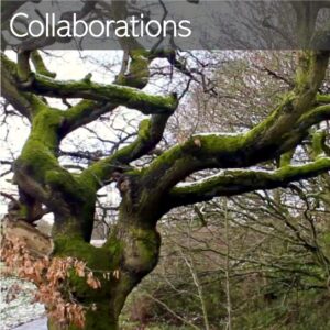 old gnarled tree