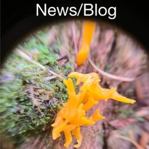 lichen close up
