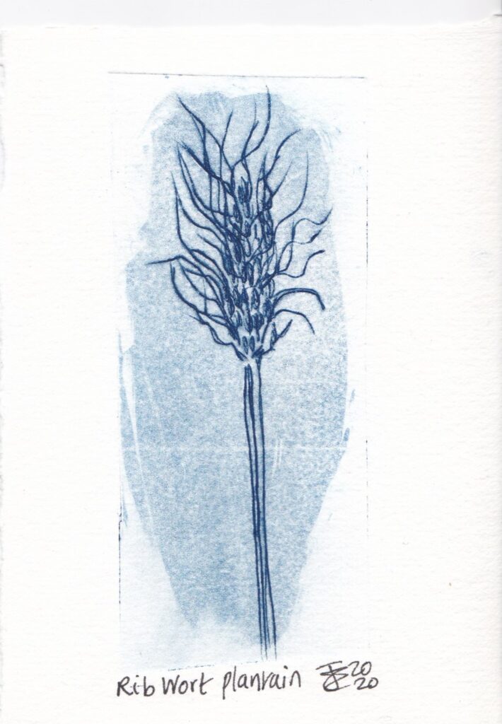 A drypoint, etching printed in dark blue of Rib Wort Plantain with a spiky hairy seed head and ribbed stem.