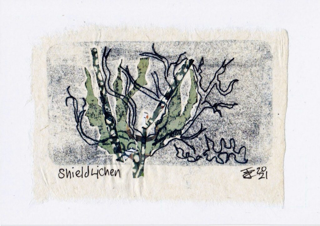 A monoprint collage of  Shield Lichen with pale grey- green branching leaves.